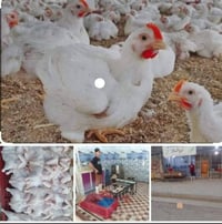 دجاج • محل فراس جابر الخفاجي • المحاويل