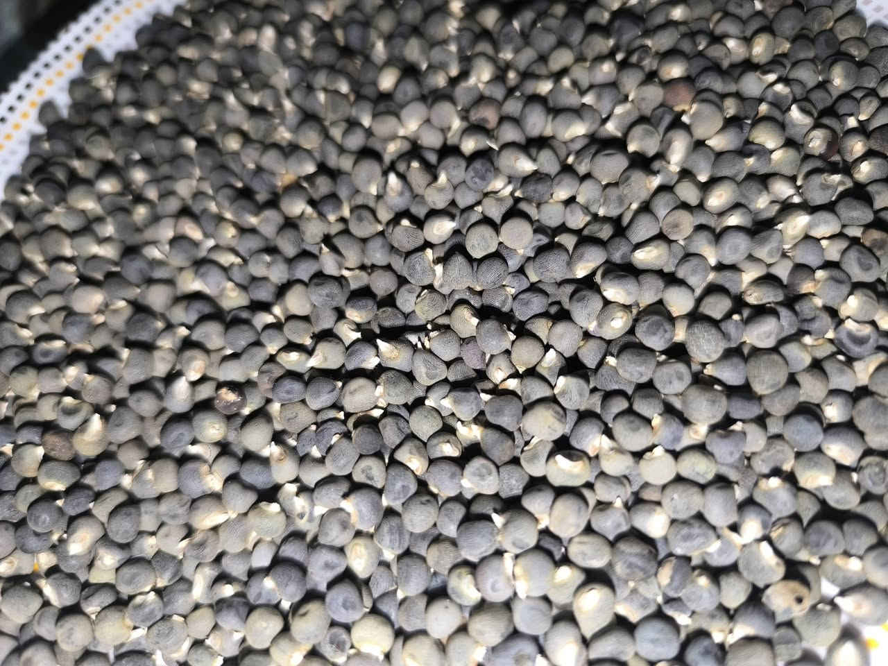 يوجد حب باميه للبيع حب درجه اولى شرط اليباس سعر الكيلو 10 آلاف للاستفسار الاتصال على  ***********
