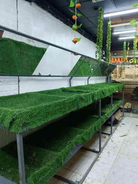 ميز محل مخضر وفواكه تفصال جديد استخدام شهرين 
750 الف مجال قليل 
***********
