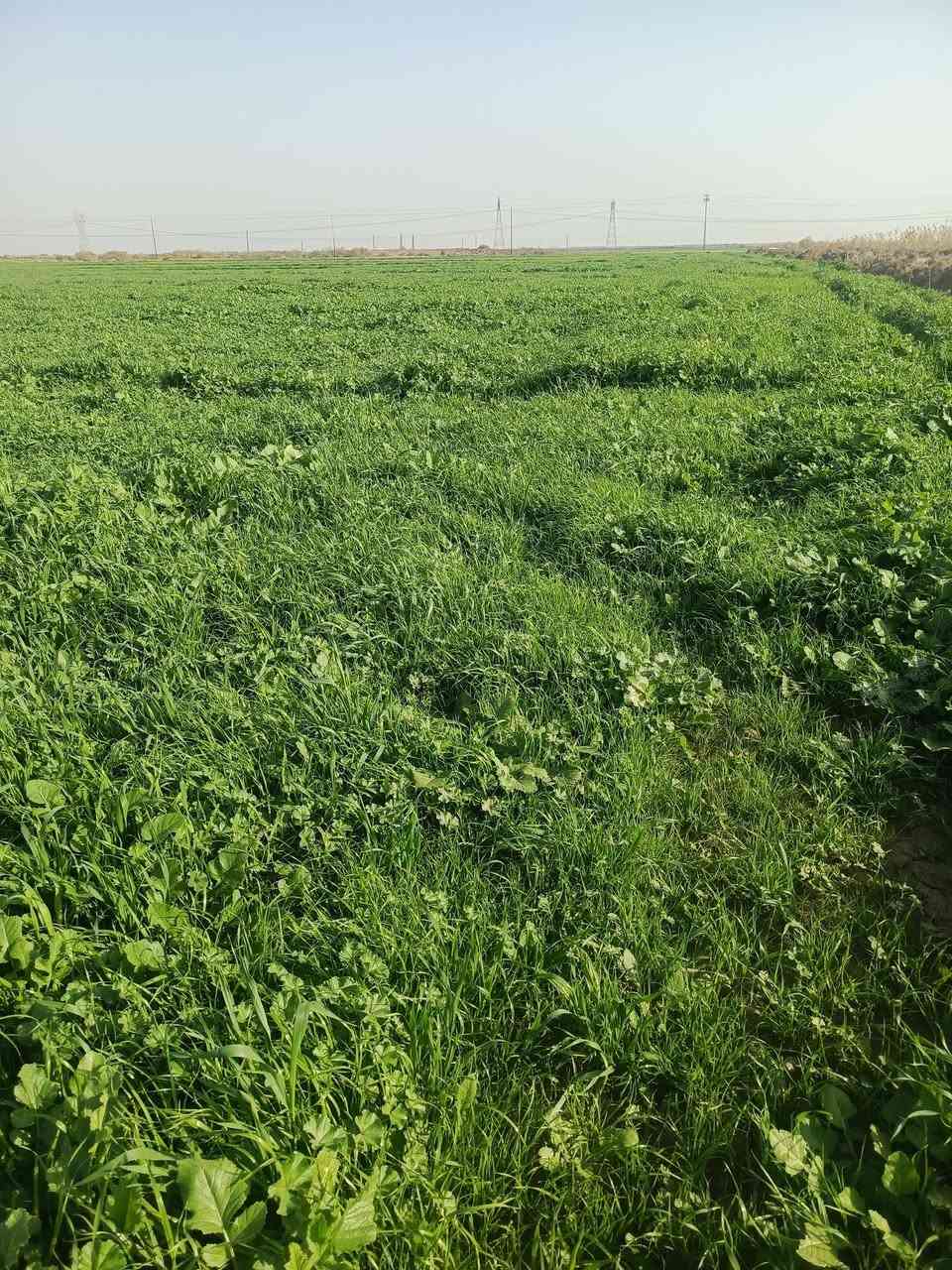 للبيع شاير شاير على طريق بغداد ***********
