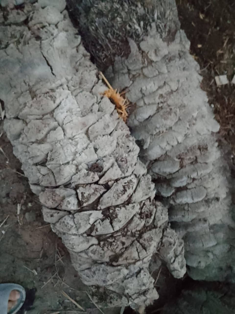 السلام عليكم جذوع نخل
تفيد لشوي الدجاج والاسماك
مكاني البصره كرمة علي
***********
