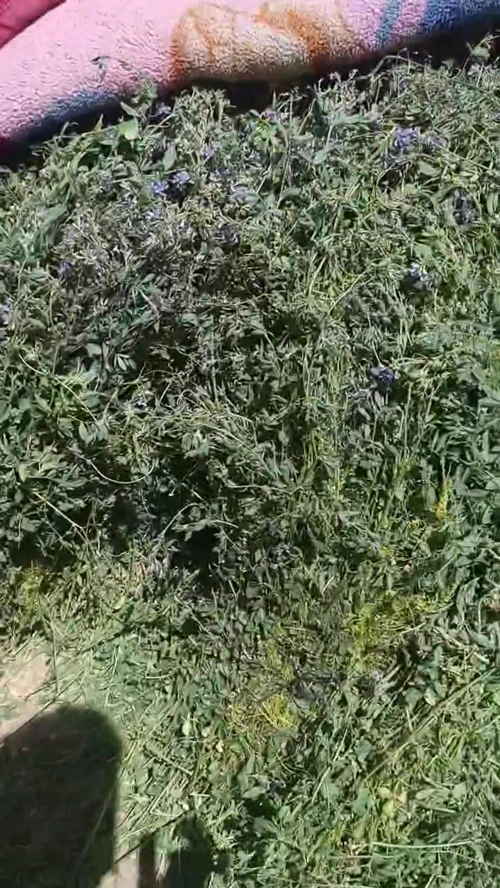 جت في سكله ابو حسن السويعدي الرقم ***********
