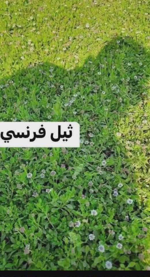 في بداية الموسم الجديد نعلن لكم بيع الثيل الهندي #درجة اولى خضار ١٠٠./. يتحمل جميع الظروف المناخيه
ثيل طبيعي وخضار ولا اروع 💚

نوعية ممتازة ودرجه اولى ⁦1️⃣⁩
ودائم الخضره 

ثيل #هندي  #امريكي   #ايطالي #انكليزي

اسعارنا الانسب وتوصيلنا الاسرع  لكافة محافظات العراق
لمعرفة المزيد راسل الصفحه او اتصل ***********
