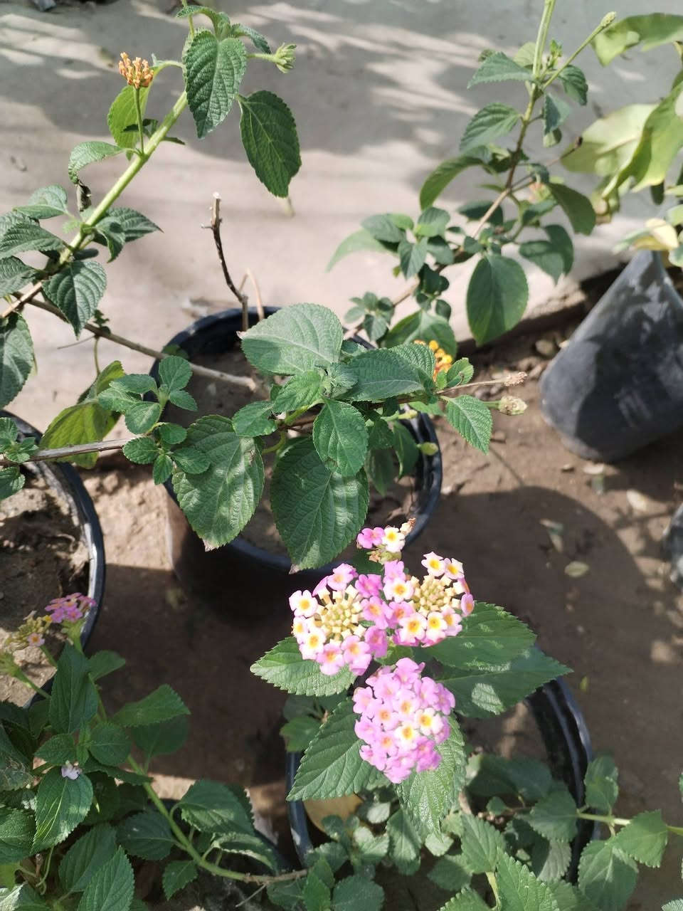 يالله يارزاق المشتل الصغير متوفر خدمه توصيل للحجز والاستفسار ***********
