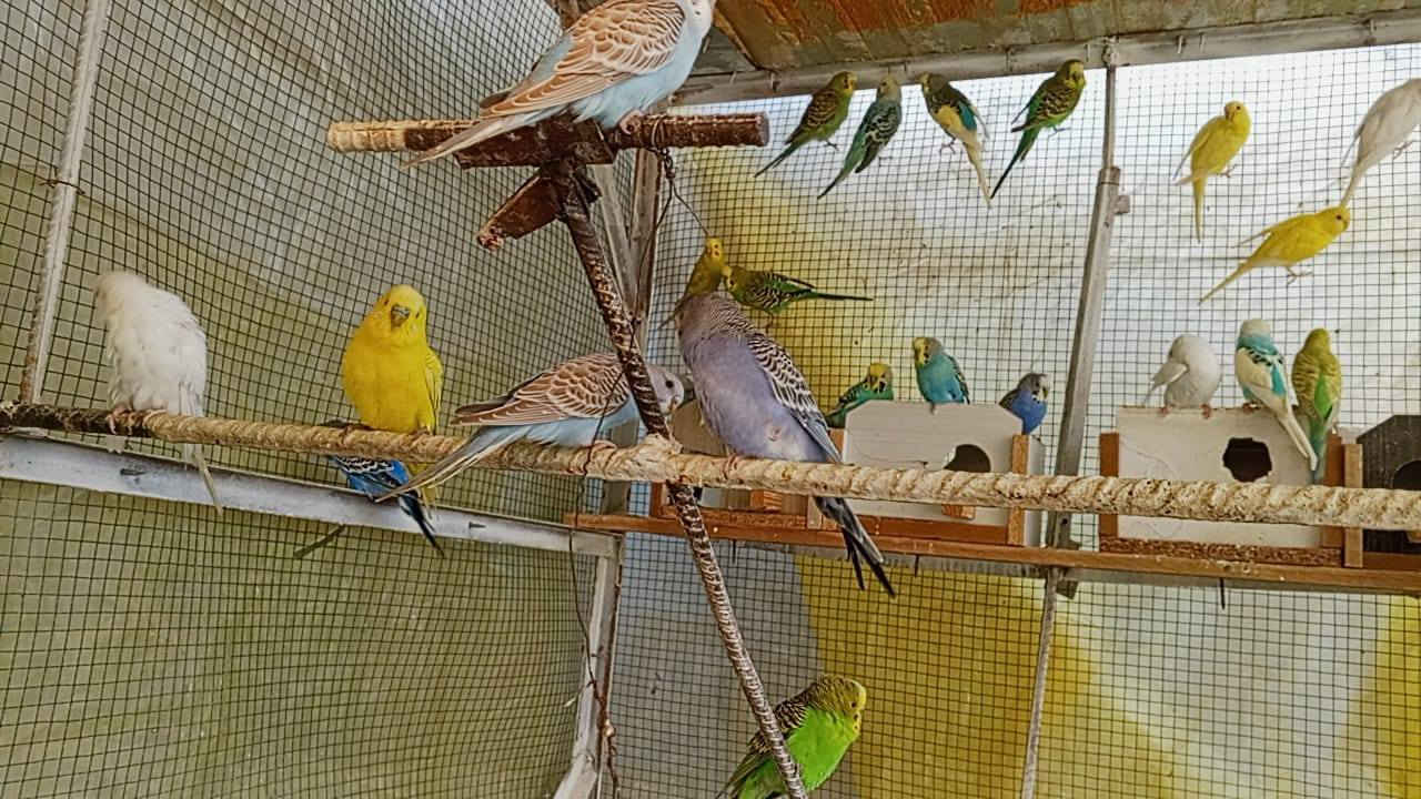 السلام عليكم طيور حب لبيع 13 زوج سعر الزوج 12 وبيه شرط امايات مكاني تكريت حي الشهامه  الشراي يجي خاص او اتصل ***********
