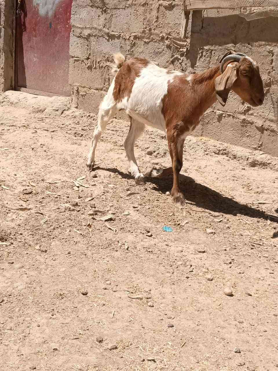 صخول للبيع عشر وشكت توم خشانه فول مكان زملت حمدي السعر 400وبيهن مجال ***********
