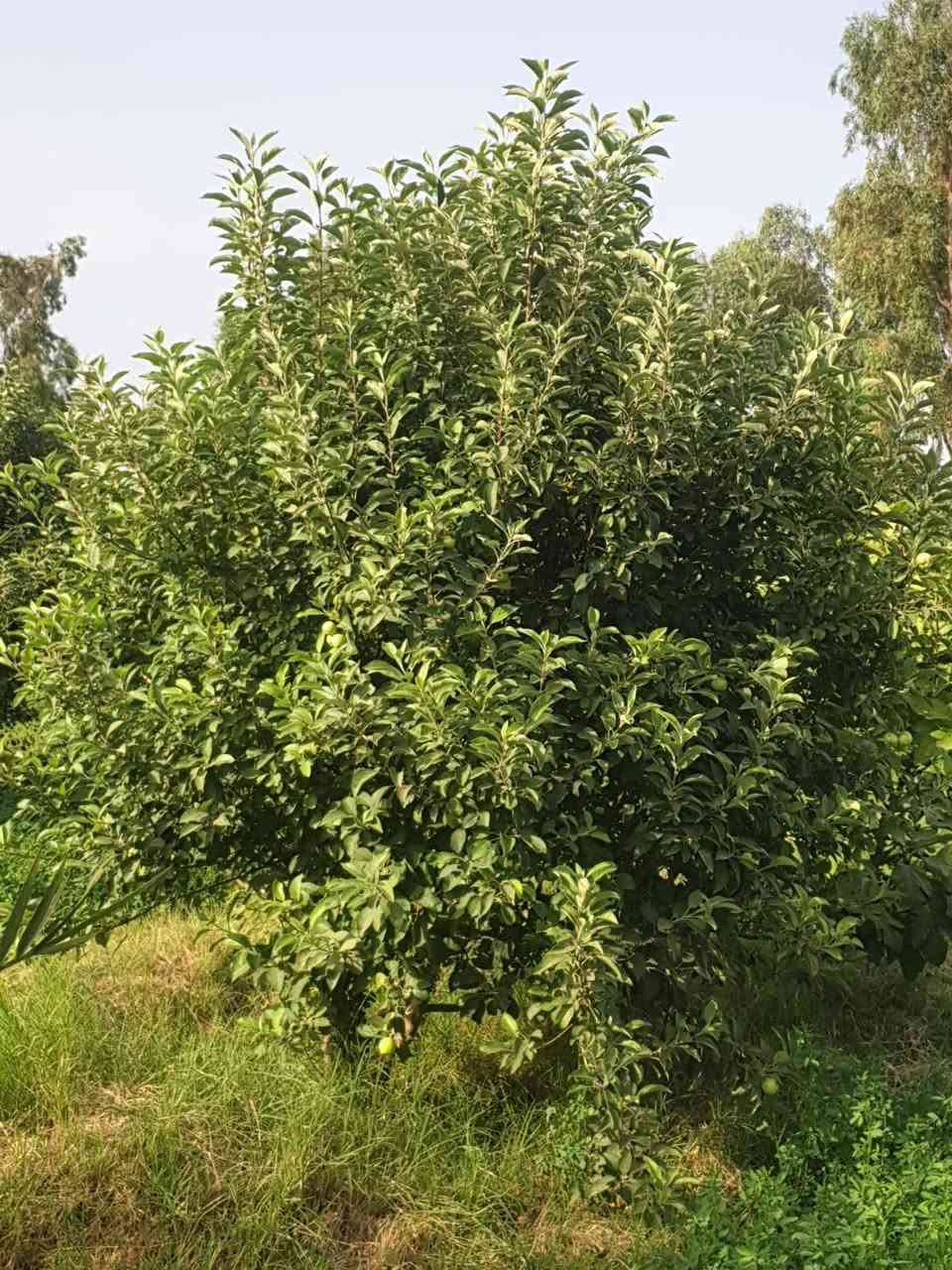 يالله

دونم  ل ملك صرف سند ٢٥ واجه ٣٤ والنزال ٨٠ تقريبا يبعد عن الصويره ١٠ دقائق مجاور بنزيخانه علاء طريق صويره جبله يبعد عن الشارع العام ٥٠٠ متر تقريبا يحتوي على ٥٠ نخله ٣٠ برحي و١٠ مجهول و١٠ أصناف نادره واشجار تفاح حمال واشجار تين واشجار اخرى ودار استراحه حديث البناء ماء مستقل من المشروع الرئيسي خاص بلدونم كهرباء ٣ فيز مع خط مولد محميه صغيره وشلال نقصه بس مسبح 
للاستفسار الاتصال على الرقم ***********
