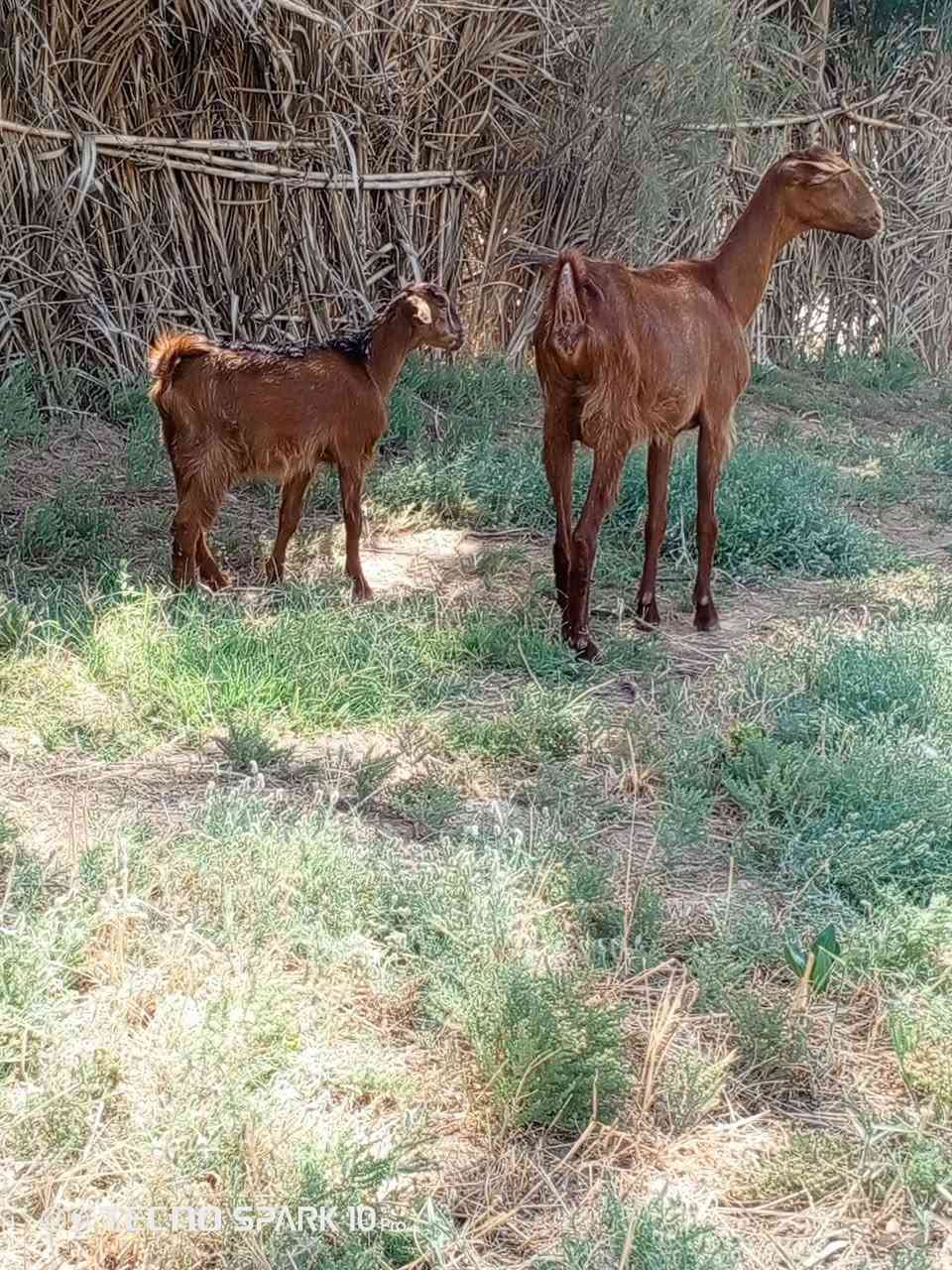 السلام عليكم اخوان متاح صخله افغانيه خط اول وصخله شاميه وراهة فحل الي يريدهن يعلق او يتصل ***********
