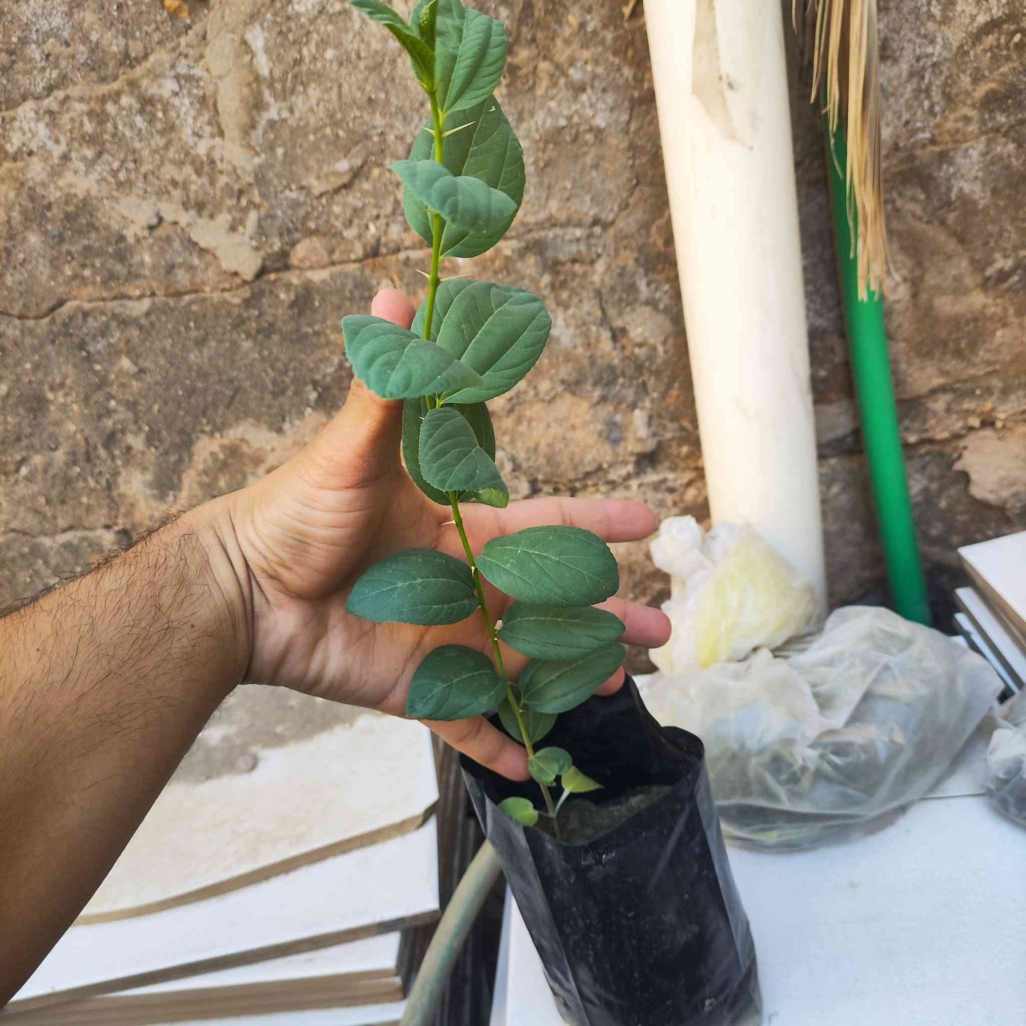سدر حشري درجه اولى مقاوم للحرارة مشمس سعر الشته ٥٠٠ دينار،جملة فقط
العدد ٣٠٠شته  ،عمر الشته ٩٠يوم ،ارتفاع متفاوت من ٢٠الى ٣٥سانتيم،للستفسار الاتصار على الواتساب رقم ***********
