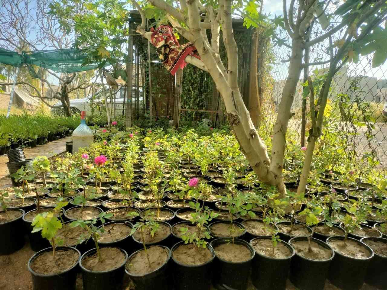 متوفر ددونيا جملة مفرد وجوري عطري فواح 🌹
يوجد أقلام متسلق قنقينة مجاني


**إذا كنت صاحب هذا الإعلان وتريد حذفه لأي سبب، رجاءا أرسل رسالة إلى الدعم الفني**