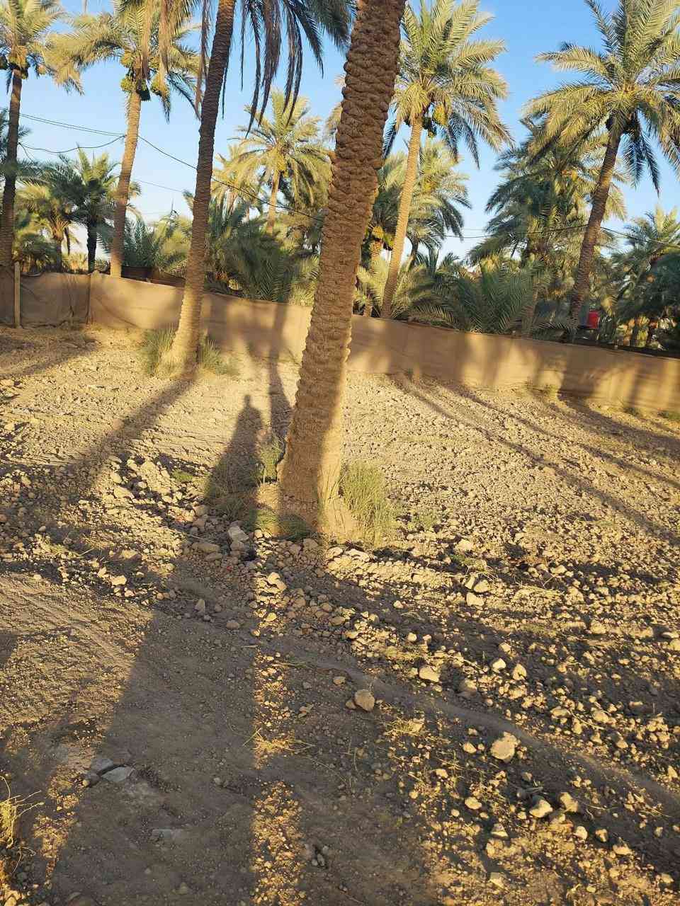 مزرعه للبيع مساحته دونم طابو زراعي سند٢٥
صالحه للزراعه والسكن بيه نخل حمال زهدي وخستاوي مزروعه كل موسم مظروبه بي آر سي بيه ماء اساله ماء سقي كهرباء بيه عنوان حله ورديه خارج قرب مطعم الرضوان الاتصال 
على رقم الهاتف 

***********
