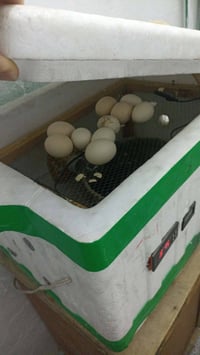 فقاسة • أجهزة أصلية • بيض كويتي