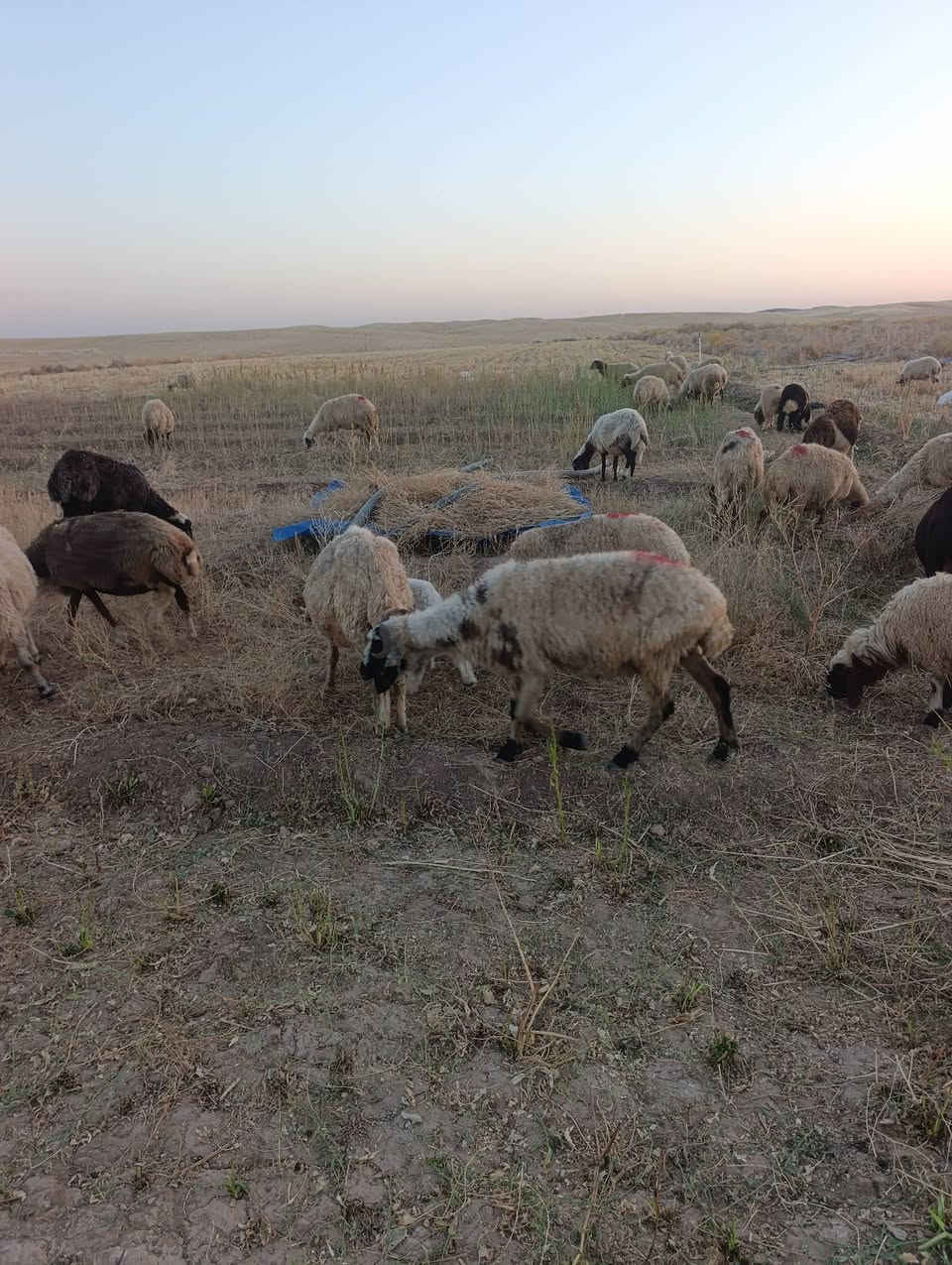 مەڕوو بەرخی جوانمان هەیە مەڕی وشکمان هەیە بەرانمان هەیە شتی جوانو قەلەو شاز بۆفرۆشتۆ شوین کەلار ژمارەی خاوەنی ***********
