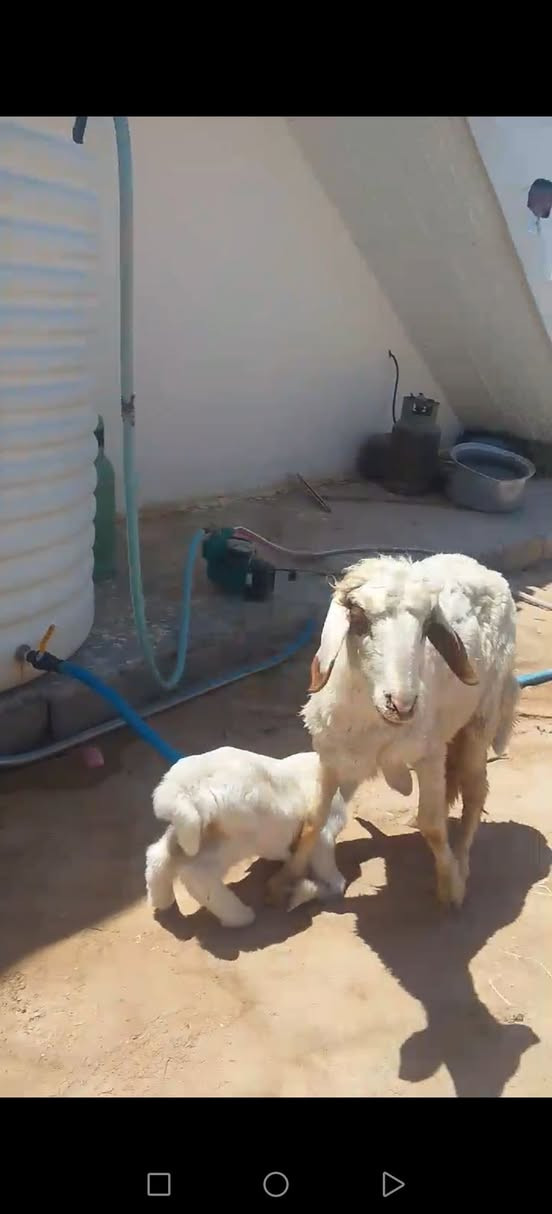 مطفل اول بطن وراهه نثيه مكانهن ديالي كنعان *********** (500) الف وبيهه مجال قليل كلش
