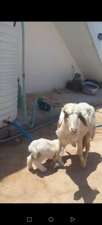 اول بطن • نثيه • ديالي كنعان