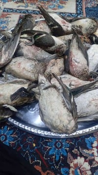 حذاف خشن صيد دوشه مذبوح يوصلكم بريشه حذاف بريشه زوج ب14   توصيل الفين ...