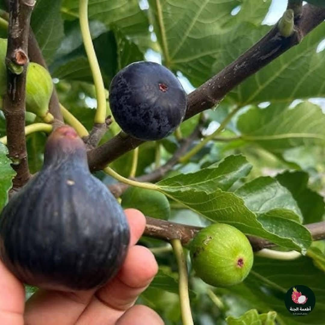 عرض خاص ✌️ #شي_على_شي_يم_مشتل _نور _الهدى _أرخص _ شي 
#مشتل_نور_الهدى  **يرحب بكم**.
السعر 2500 فقط 
تين اصفر / تين اسود 
  اسماعيل. *********** 
احمد.     *********** 
العنوان محافظة الانبار- حديثة صعدة الحي العسكري 
مقابل سالم للادوات الاحتياطية / ومجاور فلس ونص
