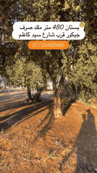 بستان • ابي الخصيب • ٤٨٠م