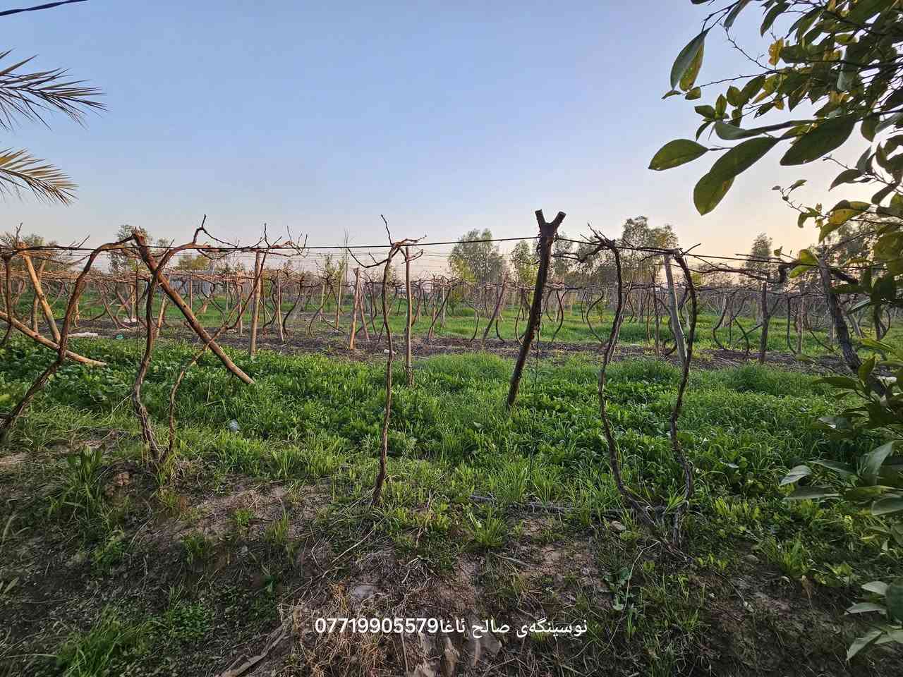 ...﷽ ...
  بسم لله الرحمن الرحیم 
ئەم جارە خانو باخیکی🏝🏡🏠 شازمان بوتان هێناوە مالی دوستە
خانوی سەب کونکریت
گەلەخانی لیە بو ئاژەڵ🐏🐑🐂🐓🪿
مەسبەح گەورە فول کاشیی

داری بەردار تەمەنی سەرەوەی ١٢ سال
لیمو سندی پرتقال هەنجیر  زەردەلو🍊🍇🍎همو میویکی لیە
بیری ارتوازی کاربا سەربەخو 

ناونیشان بەینی باریکە  ساح ئاغا 
زوریش هەرزانە 
مساحة 3  دونم 

بو زانینی نەرخ 💵 خالیک دانی
بو کرینو فروشتنی خانو  باخ زوی 
پیوندی بەم ژمارەوە  بەکەن📢📢
***********  یوسف  ☎️☎️

https://www.facebook.com/profile.php?id=100083460334231&mibextid=ZbWKwL
