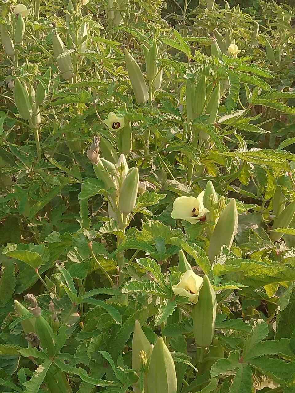 بابيه درجه اوله السعر ٦٠الف المكان تاج الدين الحفريه ***********
