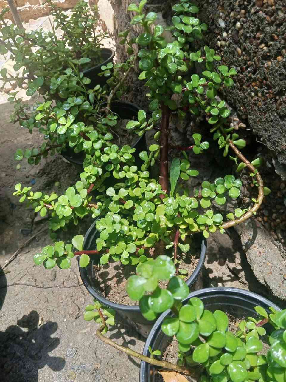 صباحكم ورد 🌺🌾 
نباتات شمسية مقاومة 
سعر سندانة 2000
يتوفر توصيل 🛺🛺 
الحجز والاستفسار مراسلة ع الخاص 🤗❤️


**إذا كنت صاحب هذا الإعلان وتريد حذفه لأي سبب، رجاءا أرسل رسالة إلى الدعم الفني**