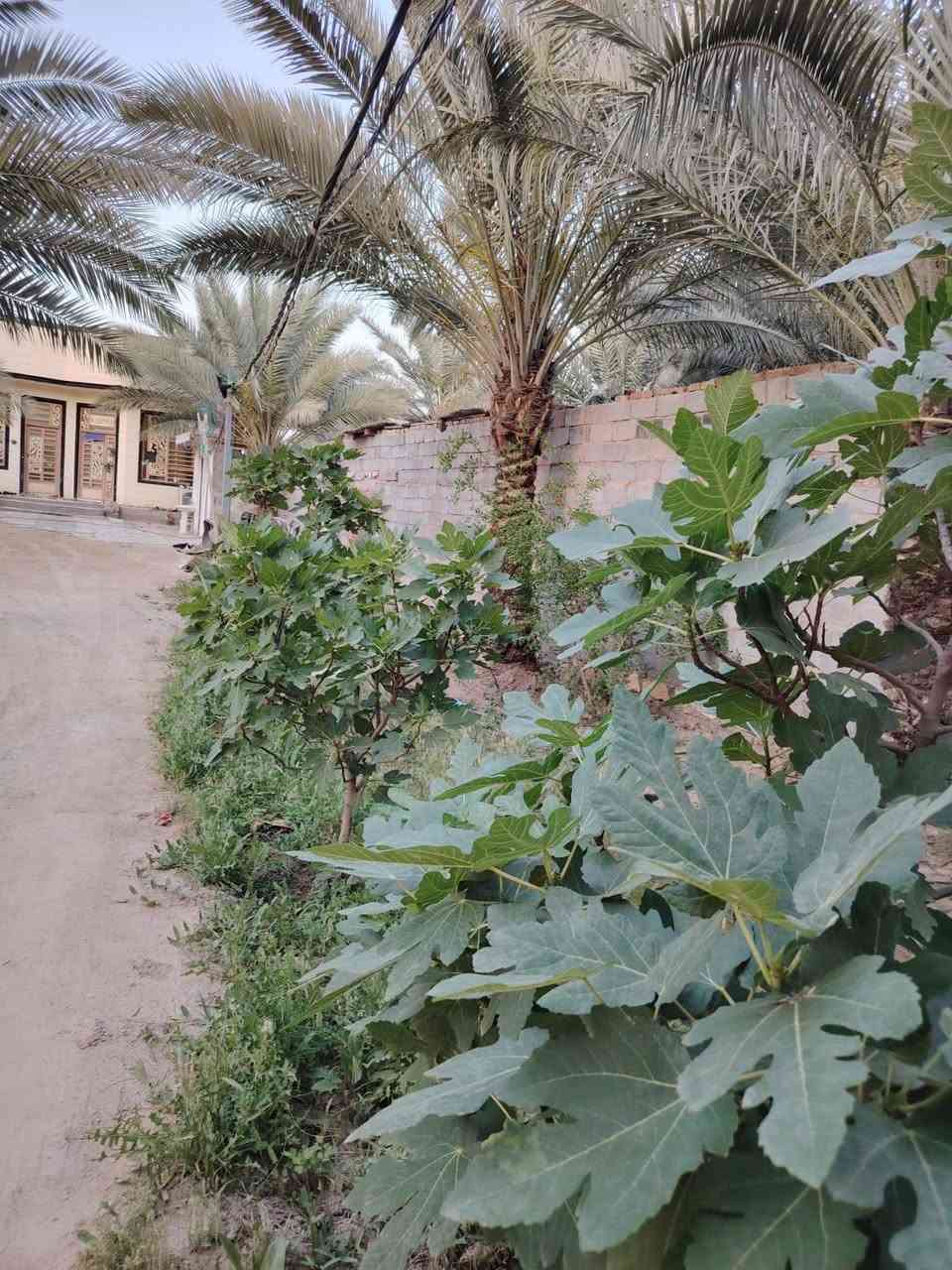 سلام عليكم.  بناء 2026 
للبيع دونم وربع مع بيت مساحه ٢٠٠ متر بي ٣ غرف نوم قريب عن تبليط وقريب عن شارع العام المكان كربلاء الحر منطقة الجمالية وبئر ماء حلو يعني مايحتاج تنظر نهر الاستفسار مراسله الصفحة محمد الطائي 
أو واتساب ***********
