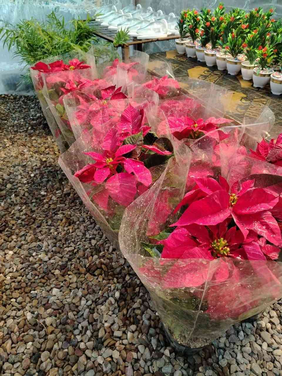 #ياعلي بفضل رب العالمين تم وصول وجبه جديده من النباتات والازهار الداخليه والخارجيه للحجز والاستفسار الاتصال على الرقم التالي :
***********
