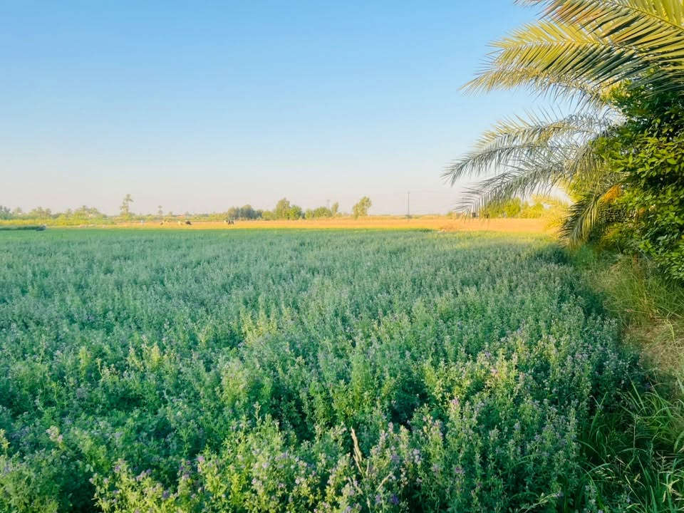 السلام عليكم ارض زراعيه للبيع 15دونم  الموقع زبيدي شاخه 9  الاستفسار
***********
