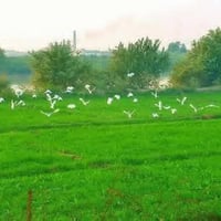 الشيخ عامر • ١ دونم • طابو زراعي