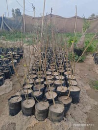 🌿🔥 متوفر لدينا شتلات تين بعدة نوعيات مميزة 🔥🌿 نوفر أفضل أنواع التين ال...