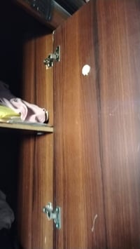 كنتور ماليزي • بساتين شرقيه • للبيع