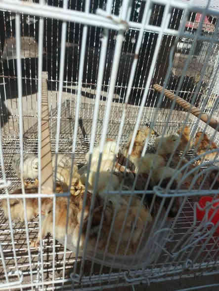 افراخ عرب عمر 5 ايام الوان حلوه العدد 26 تك سعر الزوج الفين ونص

مكاني القرنه حي السلام جسر المشاة ***********
