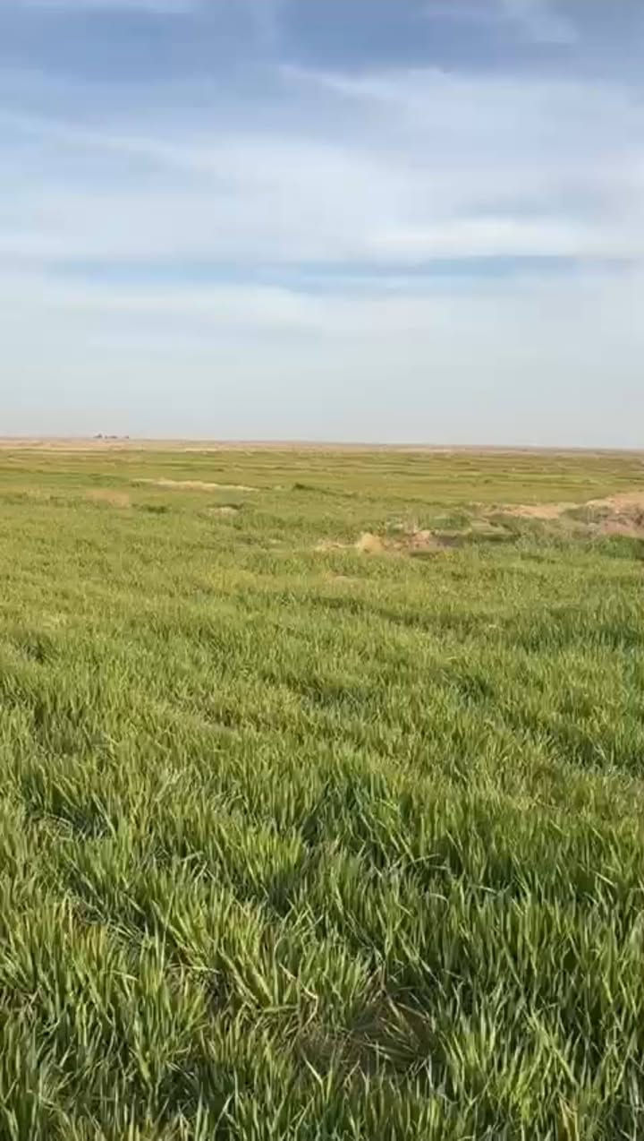 ارض زراعي ٢٠٠ دونم بالرحاب بيه ابار ثنين وغطاس وماطور كهرباء وبيه بيت جديد***********
