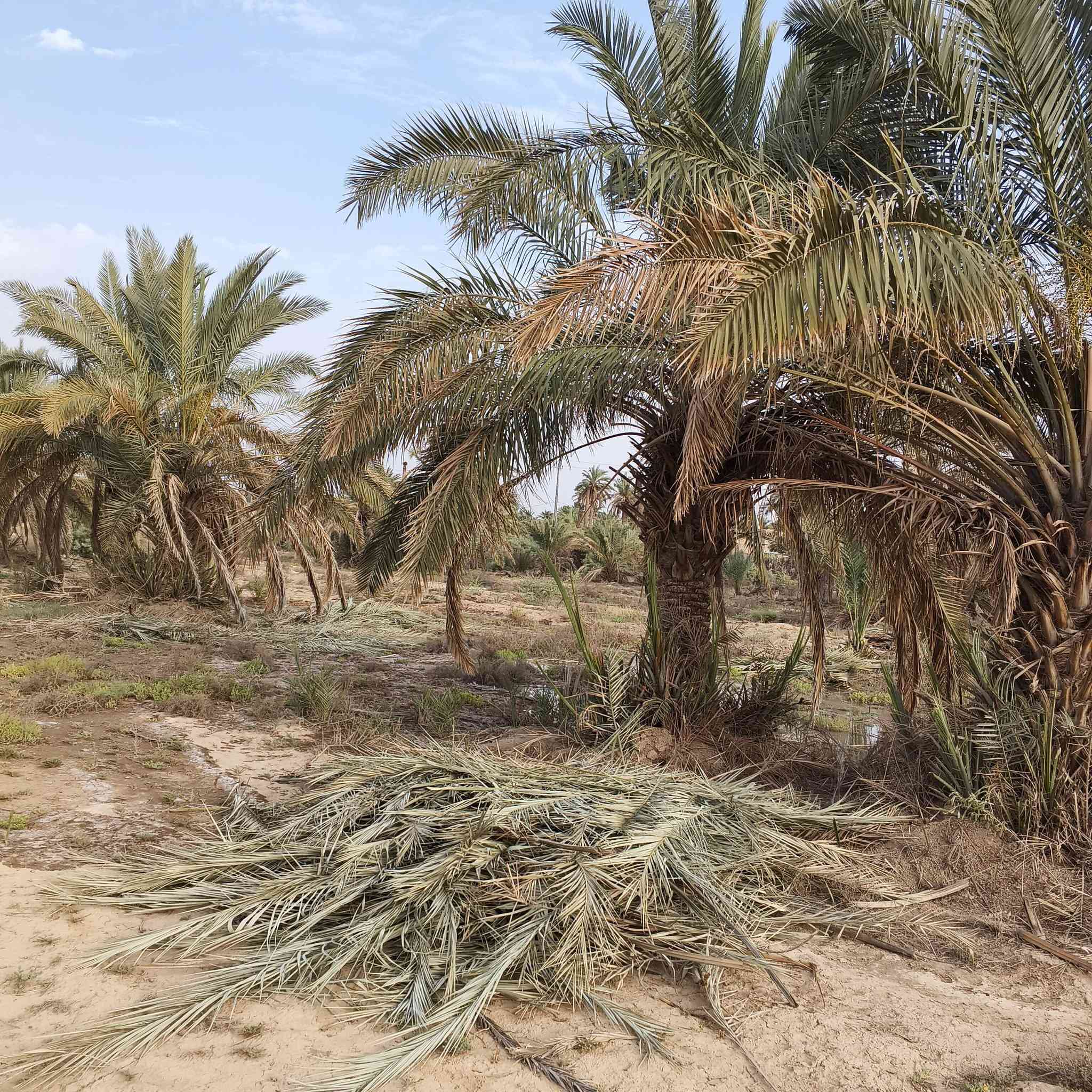 السلام عليكم نخل شكر وزهدي للثواب فسائل جاهزه  بس جيب شالوع واخذ   للثواب  المحتاج موجودات الربايع قرب فرع الوركاء ***********

