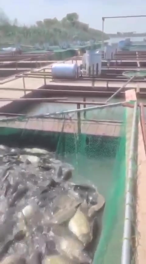 🐟🔥 سمك مسكوف على الفحم 🔥🐟
الطعم الاصلي وبسعر 6000 دينار فقط
🚚 توصيل متوفر داخل وخارج الفلوجة
📍 شارع العام - قرب جسر العيادة الشعبية
🟢💬 للحجز  راسلنا واتساب على الارقام  التالية: 
🟢💬 ***********
🟢💬***********  
🟢💬 ***********
صحه وعافية على قلوبكم ❤️
أسماك خضير
