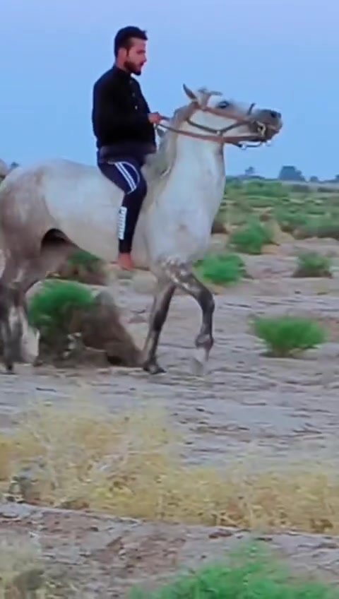 يالله الهم صلي على محمد وال محمد وين عشاكت زين فرس كامله المواصفات فرس عربيه رسن عبيه راس وشليل فرس شرط الخياله والطراد خياله تنومس مكفوله من راسه شليله رتفاع ١٥٢ عمر ٤سنوات عشار ٦تشر فرس واحد عله واحد اسم الفرس العنود مايتعنه زين إله زين  ترهم مراوس  الا ستفسار *********** الأثير بي واتساب *********** المكان الحمزه الغربي اكو توصيل
