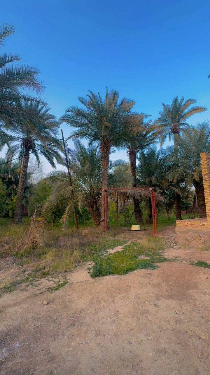 مزرعة متكاملة تحتوي على بيت هيكل  العنوان طريق السنيه بعد معمل الالبان قريبه عن الشارع العام 
قرب عشيرة الحمران المساحه 4000 
السعر 250  للإستفسار ***********
.
