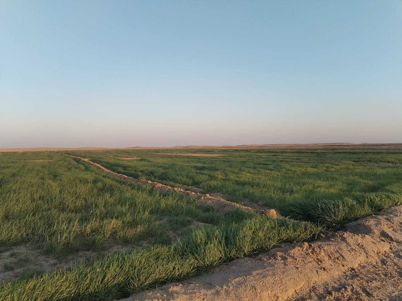 دغل للبيع 70 دونم  مكان الديوانيه  سومر قرب الزبليه مسكي رشنين ومنه رشن ***********
