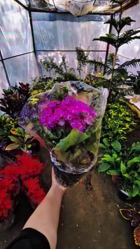 مشتل النورين • ورود مائية • أشجار معمرة