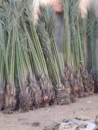 موجود كافه النخل بأسعار تنافسيه***********
