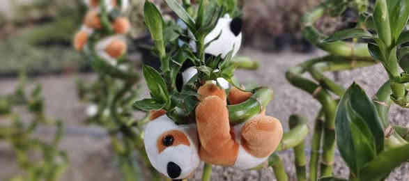 ♦🔥عـرض اليوم بـس يـم مـشـتـل دومـيـز 🩵 
🩵عصا موسى كبير ب2000🔥  عصا موسى صغير ب1500🔥الباندا ب3000 اخر كميه يا اتلحك يا ما اتلحك
شكراً لاختياركم #مشتل_دوميز
جـمـال حـديـقـتـك🖤 يـبـداء مـن مـشـتـل دومـيـز🌳
♦#....بيش يبيعون اني ارخص.منهم💪
♦ العرض مستمر لحين.انتهاء الكميه💥💥💥💥
          💞#مشتل_دوميز💞
♦موصل الايسر •حي الساهرون
♦🔥🖤━شارع_✘✘_المولدات━🩵🔥
       موصل الايسر #حي_الساهرون شارع المولدات
♦✧════•❁❀❁•════✧
للحجز والاستفسار واتساب فايبر
♦***********
✧════•❁❀❁•════✧
متوفر توصيل داخل #الموصل_الحبيبه🩵🫂
♦***********واتساب فقط

#مشتل_دوميز #نباتات_منزلية #نباتات_داخلية #تجهيزات_زرع #نباتات_الموصل #ديكور_نباتي #عشاق_النباتات #نباتات_ظل #نباتات_زينة #موصلنا_خضرا #نباتات_للبيت #تنسيق_نباتات #هدايا_خضراء #نباتات_وعناية #AL_MOSUL
