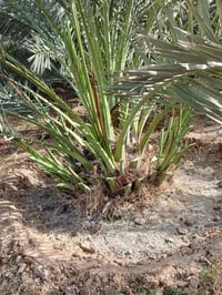 بصري أبو الخصيب • شتل • شلع ونقل