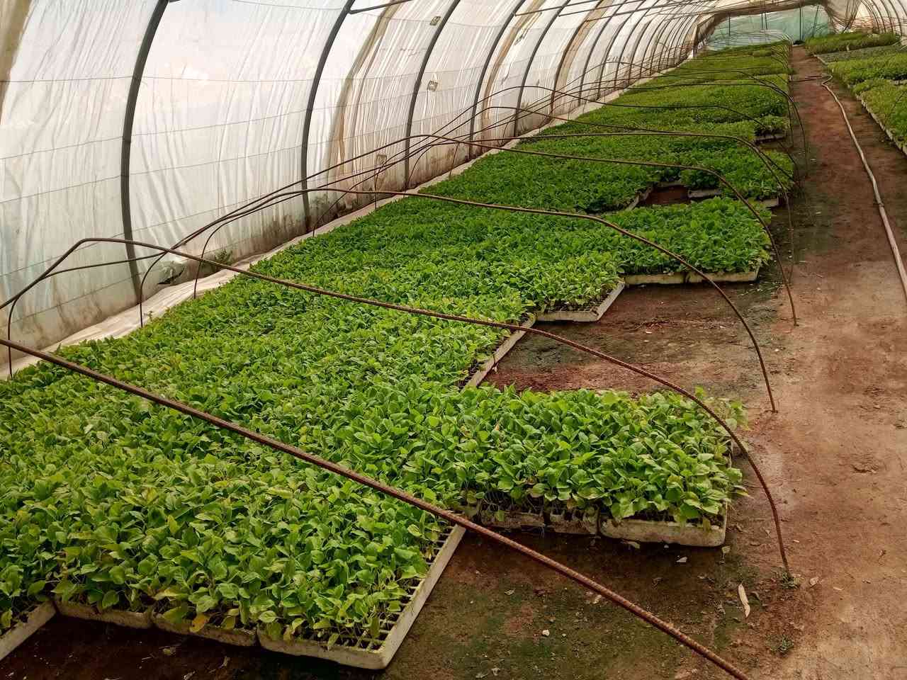 يوجد لدينا  كافه انواع الدايات
***********
