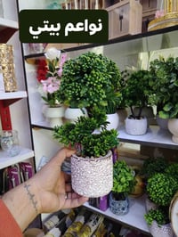 نبات اصطناعي • ديكور راقي • العزيزية