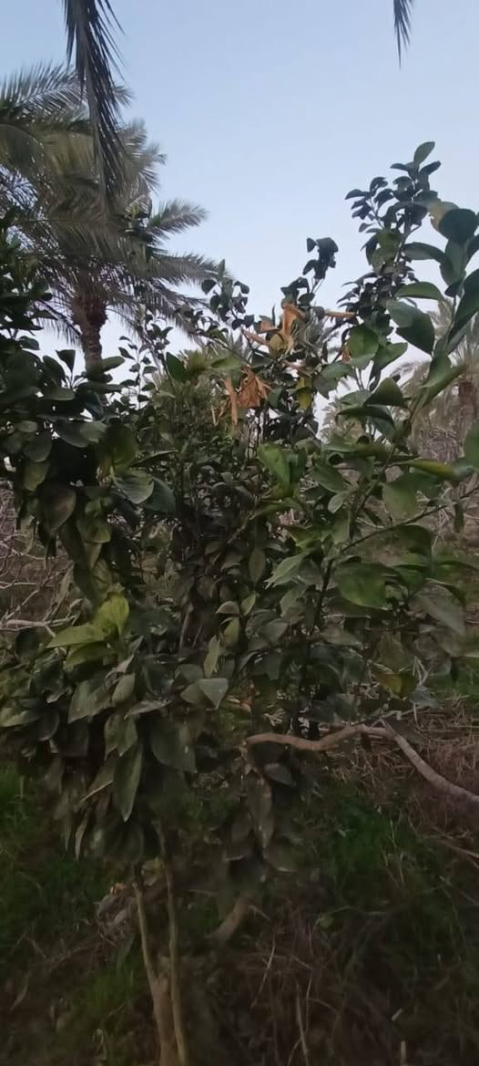 سلام عليكم من رخصت ابو الكروب مزرعة اللبيع مساحة دونمين طابو بستنة سند مستقل بسم شخص واحد تحتوي على نخل برحي وتين وحمضيات خدمات كاملة كهرباء وماء اسألة وماء سقي العنوان طريق السنية جهة زوار على شارع العام مباشر الاتصال على الرقم ***********
