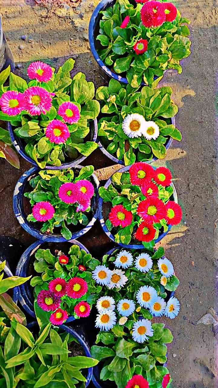 متوفر جميع انواع الورود الموسميه والدائميه 🌹🌷🌸


**إذا كنت صاحب هذا الإعلان وتريد حذفه لأي سبب، رجاءا أرسل رسالة إلى الدعم الفني**