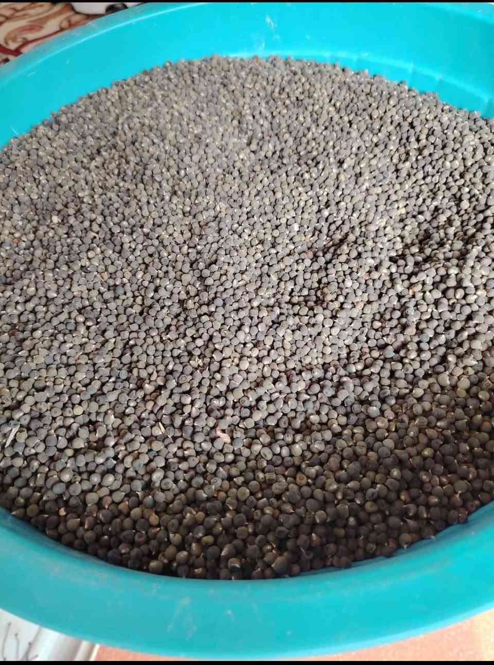 بذور بانيه اللبيع مكفوله اللحوي ***********
