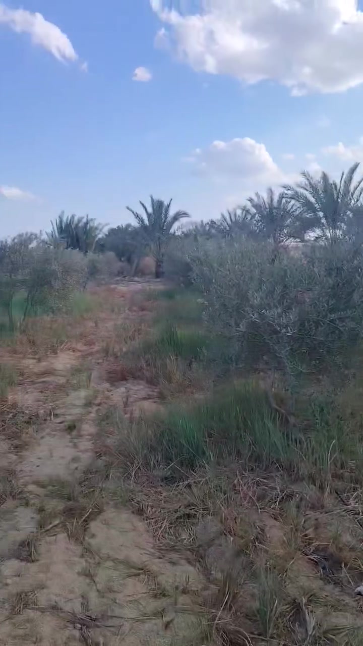 السلام عليكم ورحمة الله وبركاته توكلنا على الله 40 فدان محافظه دافعه القسط الأول منها 18 فدان المنيا مطاي مدق الكوثر علي بعد 800 متر من الصحراوي الغربي كهرباء ومياه خاصه استراحه خاصه شبكة رئيسي بالكامل بها 8 فدان زيتون مثمر عمر 6سنوات مهمل بعض الشي 50 نخله مثمره صعيدي أرض قريبه تربه ممتازه تصلح لجميع انواع الصور من الارض مباشرة كما عودناكم لتواصل عبر واتساب او فون 01140403794 او فون01122815048 المنيا مطاي شكرا وكل عام وانتم بالف خير


**إذا كنت صاحب هذا الإعلان وتريد حذفه لأي سبب، رجاءا أرسل رسالة إلى الدعم الفني**