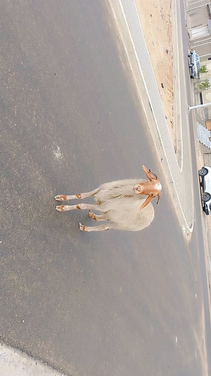 يا الله نعجه حلوه مالت بر صاحيه شرط الصحه وسالمه من كل عيب بيه سن واحد مكسور نعجه  حلوه مالت جنايه صارله بشهرين من مخذه فحل وين راحو جنايه على باب الله تنزيلات بلاش سعر 225 وبيه مجال بسيط المكان البصره الزبير وشراي يتصل بلخدمه ***********
