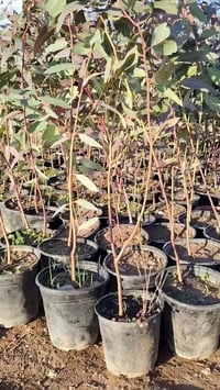 كالبتوس • ناحية النمرود • قرية شنف